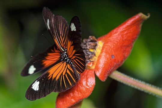 Ein Heliconius-Schmetterling aus dem Tiefland