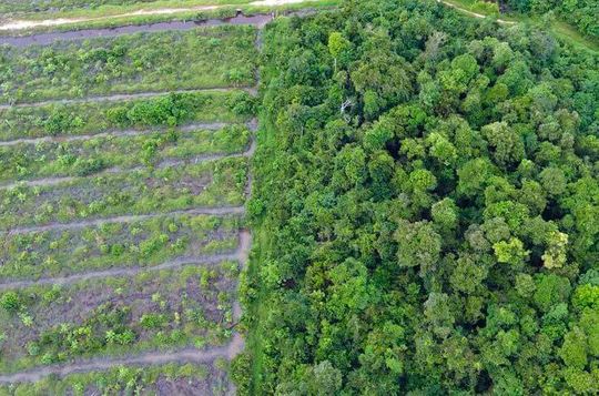 Der Bund sagt, dass rund 20 Prozent der Treibhausgas-Emissionen durch Regenwaldabholzung entstehen. Kann es sein, dass wir mit Kunststoffverboten und dem daraus folgenden Papierprodukte-Trend was übersehen? Das fragt zumindest die Academic Society aus Hamburg. Der Bund sagt, dass rund 20 Prozent der Treibhausgas-Emissionen durch Regenwaldabholzung entstehen. Kann es sein, dass wir mit Kunststoffverboten und dem daraus folgenden Papierprodukte-Trend was übersehen? Das fragt zumindest die Academic Society aus Hamburg.