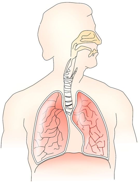 Philip Morris International and Tissuse develop a human aerosol test platform to emulate the entire human respiratory tract. Philip Morris International and Tissuse develop a human aerosol test platform to emulate the entire human respiratory tract.