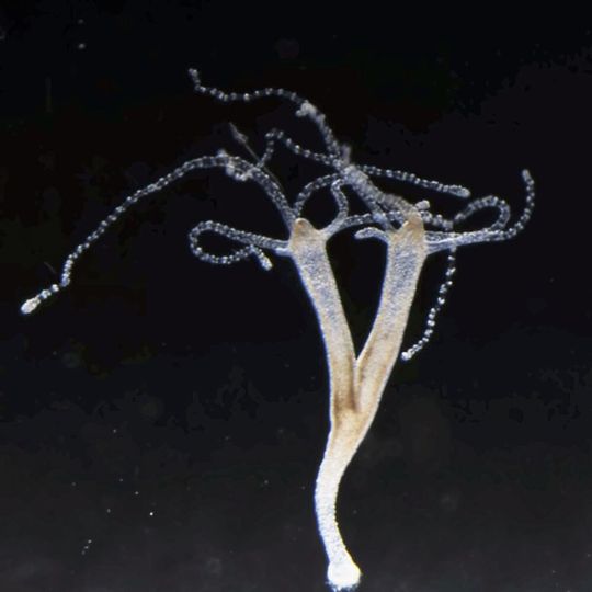 Die Abbildung zeigt eine doppelköpfige Hydra, in der die HAS-7-Aktivität experimentell blockiert wurde. Die Abbildung zeigt eine doppelköpfige Hydra, in der die HAS-7-Aktivität experimentell blockiert wurde.