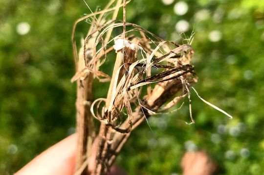 Das ist getrockneter Hanf. Mit dem wird aber kein Unfug getrieben, weil Forschende am DITF Denkendorf daraus lieber Cellulosefasern machen. Das ist getrockneter Hanf. Mit dem wird aber kein Unfug getrieben, weil Forschende am DITF Denkendorf daraus lieber Cellulosefasern machen.