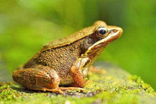 Wenig appetitlich – sinnbildlich steht der Frosch bei der Eat-the-Frog-Methode für unliebsame Aufgaben. Wenig appetitlich – sinnbildlich steht der Frosch bei der Eat-the-Frog-Methode für unliebsame Aufgaben.