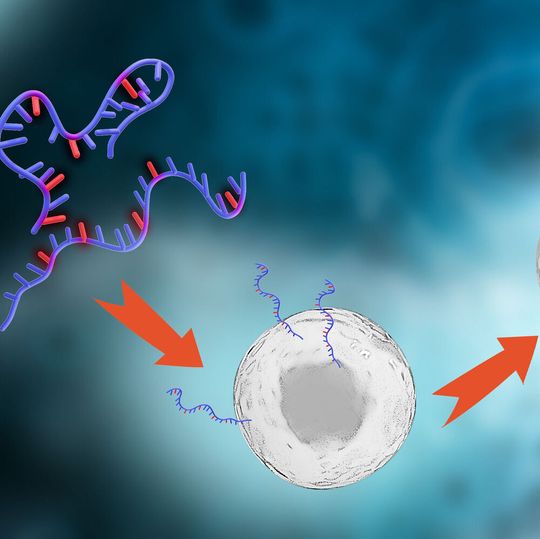 Researchers at Chalmers University of Technology, Sweden, have succeeded in developing a method to label mRNA molecules. Researchers at Chalmers University of Technology, Sweden, have succeeded in developing a method to label mRNA molecules.