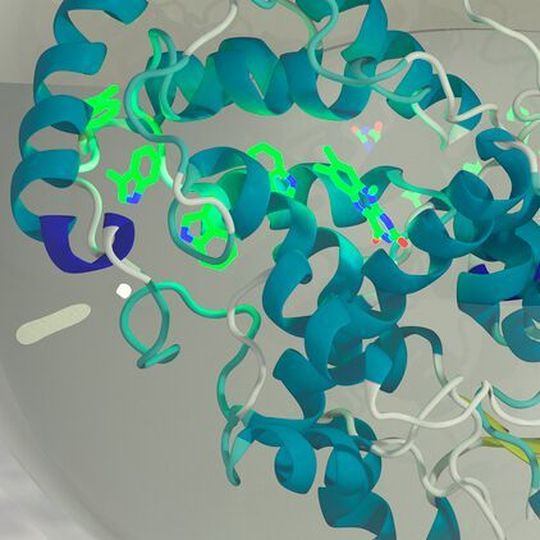 Dem Team um Henrik Mouritsen gelang es erstmals, das lichtempfindliche Eiweiß Cryptochrom 4 im Labor herzustellen. Entscheidend für die magnetischen Eigenschaften des Moleküls sind vier Aminosäuren (hellgrün), in denen sich sogenannte Radikalpaare bilden können. Dem Team um Henrik Mouritsen gelang es erstmals, das lichtempfindliche Eiweiß Cryptochrom 4 im Labor herzustellen. Entscheidend für die magnetischen Eigenschaften des Moleküls sind vier Aminosäuren (hellgrün), in denen sich sogenannte Radikalpaare bilden können.