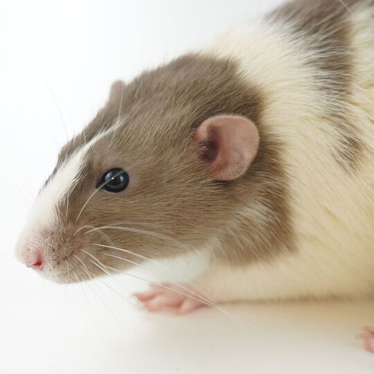 Animal Testing No Longer Necessary for Toxicological Testing: OECD Adopts  Alternative Methods