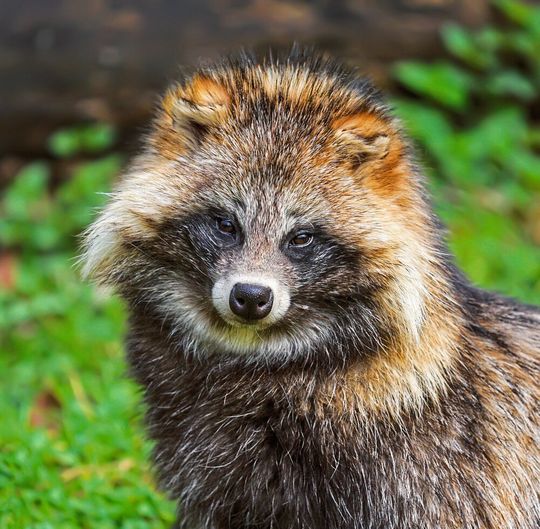 Kann das Corona-Virus eine Gefahr für Tiere wie den Marderhund sein? Experten sind sich hier noch nicht einig. Kann das Corona-Virus eine Gefahr für Tiere wie den Marderhund sein? Experten sind sich hier noch nicht einig.