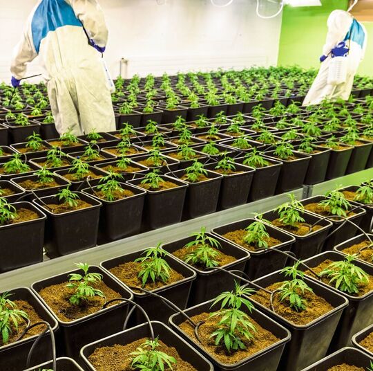 Blick in eine professionelle Cannabis-Plantage (Symbolbild)