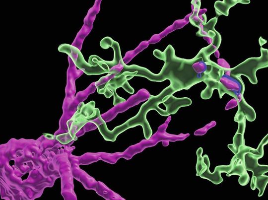 Mikroglia (grün) und das perineurale Netz (magenta), was sich schützend um die Neuronen und die Verbindungsstellen (Synapsen) legt. Mikroglia (grün) und das perineurale Netz (magenta), was sich schützend um die Neuronen und die Verbindungsstellen (Synapsen) legt.