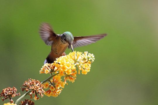 Neben Kolibris sind auch viele Singvögel scharf auf Süßes – obwohl sie keine klassischen Geschmacksrezeptoren für Süßgeschmack haben. Neben Kolibris sind auch viele Singvögel scharf auf Süßes – obwohl sie keine klassischen Geschmacksrezeptoren für Süßgeschmack haben.