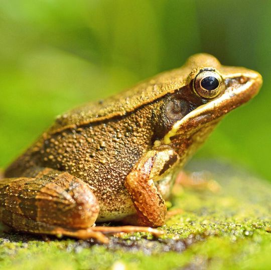 Wenig appetitlich: Sinnbildlich steht der Frosch bei der Eat-the-Frog-Methode für unliebsame Aufgaben. Wenig appetitlich: Sinnbildlich steht der Frosch bei der Eat-the-Frog-Methode für unliebsame Aufgaben.