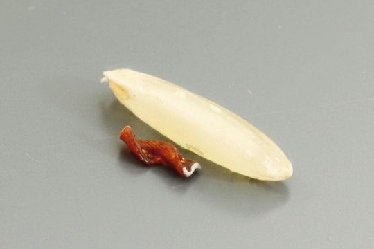 Der Mikroroboter ist 3 mm lang und 1,2 mm im Durchmesser und ist damit kleiner als ein Reiskorn. Er wurde 3D-gedruckt und magnetisch beschichtet. Der Mikroroboter ist 3 mm lang und 1,2 mm im Durchmesser und ist damit kleiner als ein Reiskorn. Er wurde 3D-gedruckt und magnetisch beschichtet.