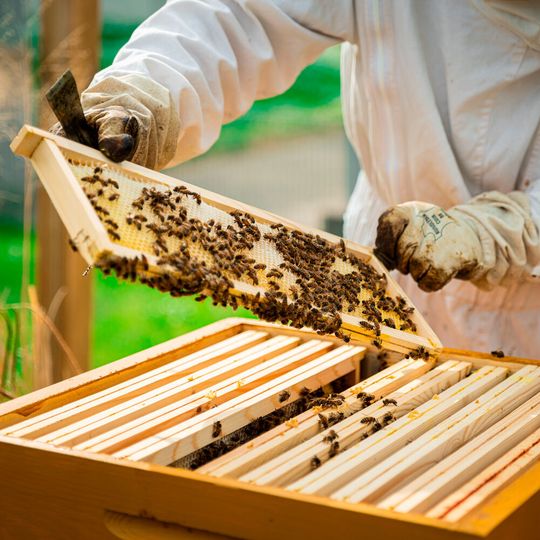 Bienenstöcke und Server haben optisch einiges gemeinsam. Das dachten sich auch Siewert & Kau und Fujitsu und haben ihrer Aktion den Untertitel „Hauptsache, es summt!“ gegeben. Bienenstöcke und Server haben optisch einiges gemeinsam. Das dachten sich auch Siewert & Kau und Fujitsu und haben ihrer Aktion den Untertitel „Hauptsache, es summt!“ gegeben.