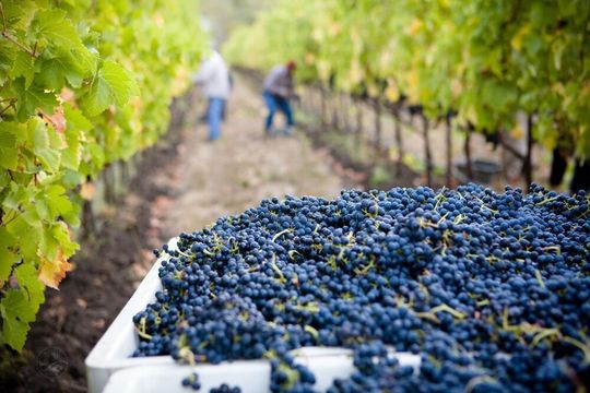 As grapes ripen and change color from light green to deep red, sugars and aroma compounds accumulate in the berries. As grapes ripen and change color from light green to deep red, sugars and aroma compounds accumulate in the berries.
