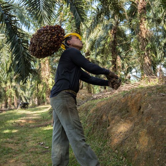 Seit 2020 bezieht BASF alle Palm(kern)öle ausschließlich aus RSPO-zertifizierten nachhaltigen Quellen. Seit 2020 bezieht BASF alle Palm(kern)öle ausschließlich aus RSPO-zertifizierten nachhaltigen Quellen.