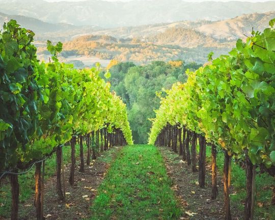 According to a EU report, quantifiable pesticide residues were observed in more than 86 percent of grapes. According to a EU report, quantifiable pesticide residues were observed in more than 86 percent of grapes.
