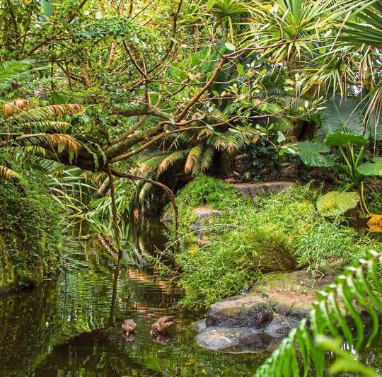 Der Klimawandel wird in den kommenden Jahrzehnten die Zusammensetzung der Tropenwälder verändern. Der Klimawandel wird in den kommenden Jahrzehnten die Zusammensetzung der Tropenwälder verändern.