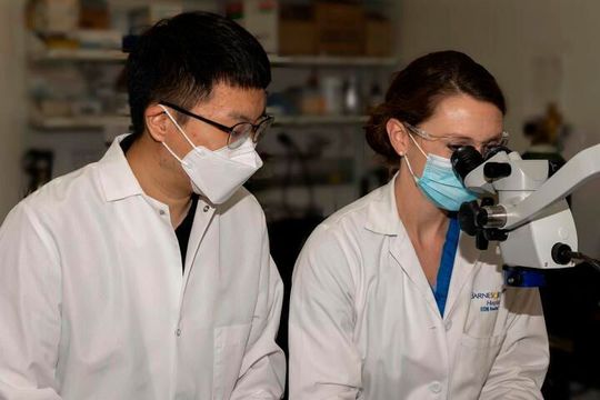 First author Yong-Hyun Han, PhD, (left) and co-author and Washington University surgical resident Emily Onufer, MD, work in the surgical suite where the mouse surgeries were conducted as part of this study. First author Yong-Hyun Han, PhD, (left) and co-author and Washington University surgical resident Emily Onufer, MD, work in the surgical suite where the mouse surgeries were conducted as part of this study.
