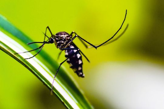 Biontech aims to develop the first mRNA-based vaccine for Malaria prevention with the initiation of a clinical trial by end of 2022. Biontech aims to develop the first mRNA-based vaccine for Malaria prevention with the initiation of a clinical trial by end of 2022.