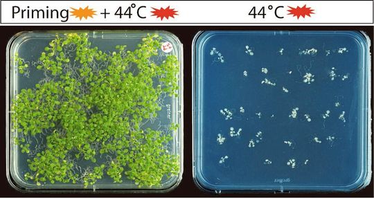 Der linke Teil des Bildes zeigt Keimlinge, die zunächst mit einem moderaten Hitze-Stress (Priming) und anschließend mit hohen Temperaturen (44 °C) behandelt wurden. Der rechte Teil zeigt Keimlinge, die ohne Priming hohen Temperaturen ausgesetzt waren. Die Experimente machen deutlich, dass das molekulare Hitzestress-Gedächtnis es den Pflanzen ermöglicht, einen ansonsten tödlichen Hochtemperaturstress (44 °C) zu überleben, wenn sie Tage vorher einem moderaten Temperaturstress (Priming) ausgesetzt werden. Der linke Teil des Bildes zeigt Keimlinge, die zunächst mit einem moderaten Hitze-Stress (Priming) und anschließend mit hohen Temperaturen (44 °C) behandelt wurden. Der rechte Teil zeigt Keimlinge, die ohne Priming hohen Temperaturen ausgesetzt waren. Die Experimente machen deutlich, dass das molekulare Hitzestress-Gedächtnis es den Pflanzen ermöglicht, einen ansonsten tödlichen Hochtemperaturstress (44 °C) zu überleben, wenn sie Tage vorher einem moderaten Temperaturstress (Priming) ausgesetzt werden.