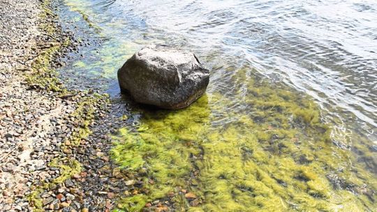 Sie sind grün, glibberig und manchmal auch gefährlich: Wer am Ufer von Seen unterwegs ist, findet immer öfter Teppiche von Fadenalgen, zunehmend auch in klaren und sauberen Gewässern. Sie sind grün, glibberig und manchmal auch gefährlich: Wer am Ufer von Seen unterwegs ist, findet immer öfter Teppiche von Fadenalgen, zunehmend auch in klaren und sauberen Gewässern.
