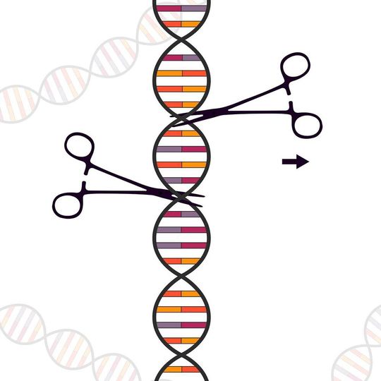 Novel CRISPR-Cas genome-editing nucleases can be used to modify genetic material in cells by specifically altering genes and inserting them into the genome or by removing them altogether. Novel CRISPR-Cas genome-editing nucleases can be used to modify genetic material in cells by specifically altering genes and inserting them into the genome or by removing them altogether.