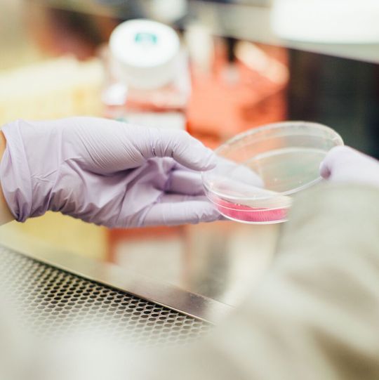 The Bielefeld-based company Xell develops, produces and markets culture media for cell cultures. The Bielefeld-based company Xell develops, produces and markets culture media for cell cultures.