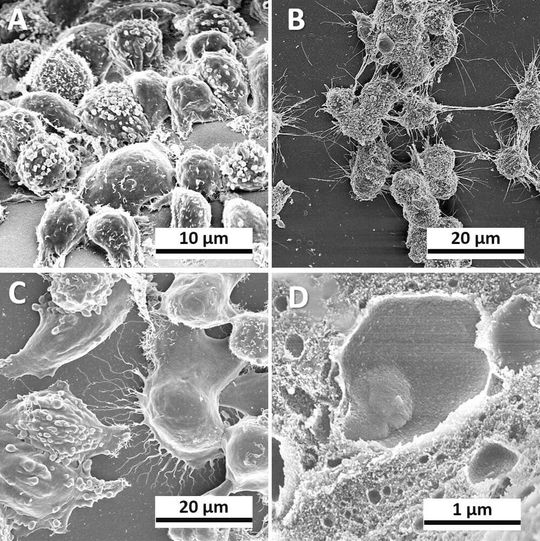 Cell on protein membrane: Such a co-cultivation system can be manufactured in any laboratory, and it is a cost-effective alternative to commercial tabs for cell co-cultivation. Cell on protein membrane: Such a co-cultivation system can be manufactured in any laboratory, and it is a cost-effective alternative to commercial tabs for cell co-cultivation.