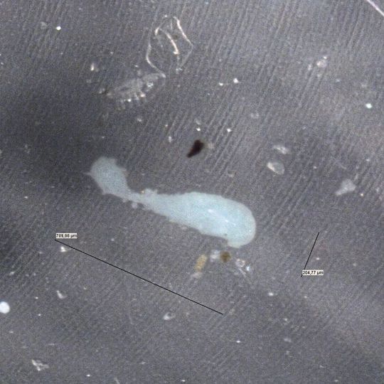 Je kleiner die Plastikpartikel sind, desto größer kann die für das Auge unsichtbare schädliche Fracht ausfallen, die sie tragen können: Mikroplastik transportiert schädliche Metalle in der Umwelt – und setzt sie unter bestimmten Bedingungen auch wieder frei.