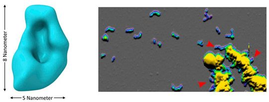 Kleine Aβ-Oligomere (links: Kryo-Elektronenmikroskopie) sind Klümpchen aus wenigen Aβ-Molekülen. Sie lagern sich aneinander zu kurzen, wurmartigen Strukturen, den sogenannten Protofibrillen (rechts: Rasterkraftmikroskopie). In saurem Milieu bilden sich Aβ-Oligomere sehr schnell und verklumpen zu großen Partikeln, aus denen sich nach Neutralisierung des pH-Werts Protofibrillen herauslösen (rechts, rote Pfeile).