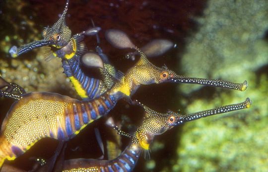 Das röhrenförmige Maul der Seedrachen ist zahnlos. Wie diese Entwicklung in den Genen festgelegt ist, haben Forscher nun herausgefunden.