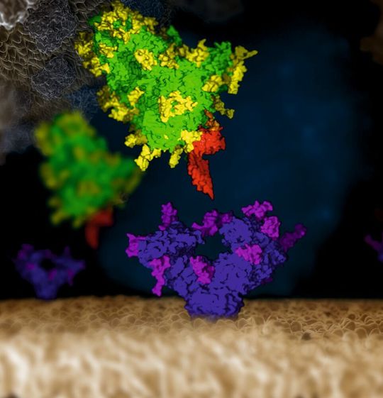 SARS-CoV-2 Virus (top) engaging a human cell (bottom). SARS-CoV-2 Virus (top) engaging a human cell (bottom).