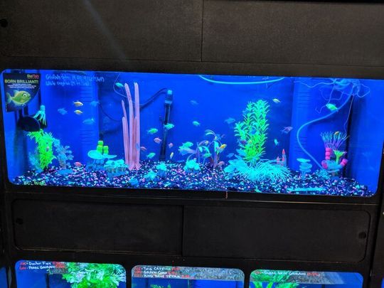 Glofish tetrnectia genetically modified fish. Glofish tetrnectia genetically modified fish.