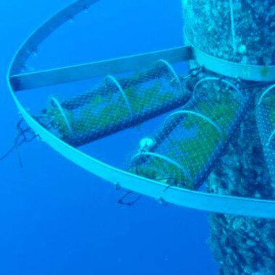 The cultivation reactor that was used as the base of the model. The cultivation reactor that was used as the base of the model.