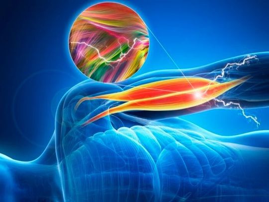 Depiction of the application of organic semiconductor nanotubes in artificial muscle. Depiction of the application of organic semiconductor nanotubes in artificial muscle.