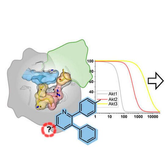 Die Kombination aus strukturbasiertem Design, biochemischer Charakterisierung und einem neuen innovativen zellulären System ermöglicht es, vielversprechende chemische Werkzeuge für die Wirkstoffforschung zu identifizieren. Die Kombination aus strukturbasiertem Design, biochemischer Charakterisierung und einem neuen innovativen zellulären System ermöglicht es, vielversprechende chemische Werkzeuge für die Wirkstoffforschung zu identifizieren.