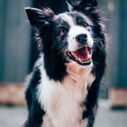 You can't fool dogs, they say. They always see through us. But do they really understand our intentions? A team of researchers has now investigated this question on the basis of behavioral studies. You can't fool dogs, they say. They always see through us. But do they really understand our intentions? A team of researchers has now investigated this question on the basis of behavioral studies.