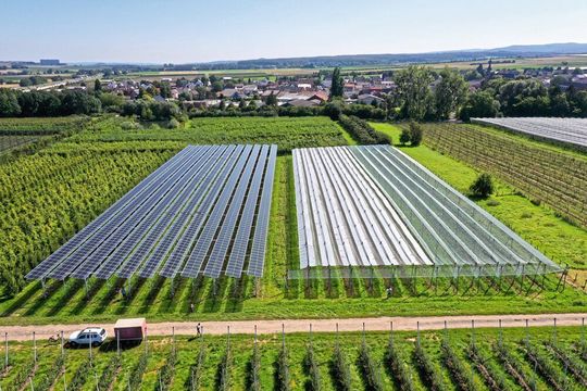Die Solarmodule schützen die Apfelbäume u.a. vor zu starker Sonneneinstrahlung und Extremwetter. Die Solarmodule schützen die Apfelbäume u.a. vor zu starker Sonneneinstrahlung und Extremwetter.