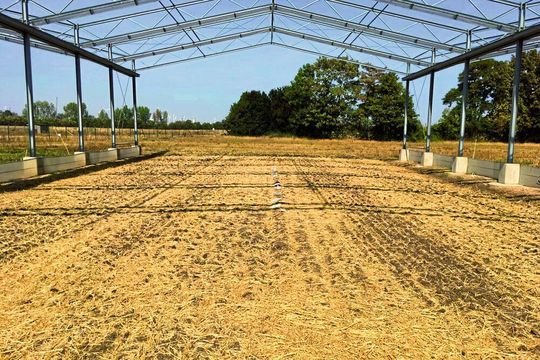 Versuchsfläche in der GCEF (konventioneller Anbau). Die PBSA-Proben wurden in der Mitte der Parzelle platziert.