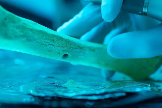 Die Forscher untersuchten DNA, die aus alten menschlichen Überresten gewonnen wurde, auf genomische Anzeichen für elterliche Verwandtschaft. Die Forscher untersuchten DNA, die aus alten menschlichen Überresten gewonnen wurde, auf genomische Anzeichen für elterliche Verwandtschaft.