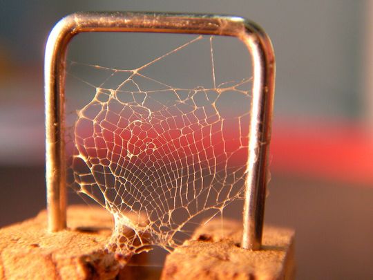 Die Reuse einer Köcherfliegenart, die zwar keine Köcher baut, aber dafür Unterwassernetze, um Beute zu fangen. An der Uni Bayreuth untersucht man im Rahmen des „INTERREG“-Programms die bioadhäsiven Eiweiße, aus denen in Gewässern lebende Insektenlarven ihre Konstruktionen aufbauen. Die Reuse einer Köcherfliegenart, die zwar keine Köcher baut, aber dafür Unterwassernetze, um Beute zu fangen. An der Uni Bayreuth untersucht man im Rahmen des „INTERREG“-Programms die bioadhäsiven Eiweiße, aus denen in Gewässern lebende Insektenlarven ihre Konstruktionen aufbauen.