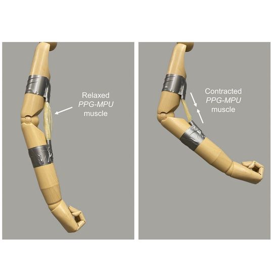 An artificial muscle made of a stretched shape memory polymer contracts upon heating, bending a mannequin’s arm. An artificial muscle made of a stretched shape memory polymer contracts upon heating, bending a mannequin’s arm.