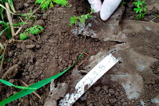 240 days degrading PBSA film in conventional farming (future climate) plot. 240 days degrading PBSA film in conventional farming (future climate) plot.