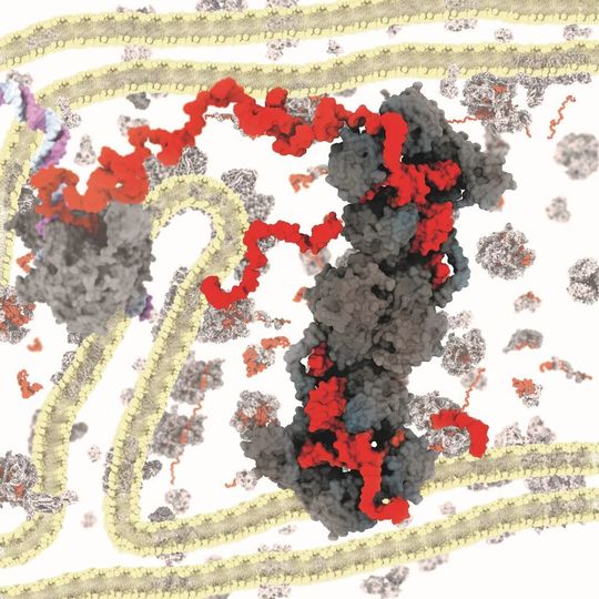 Artistic depiction of human mitochondrial ribonuclease P. A rendering of the three-dimensional model of mtRNase P is depicted in the foreground with protein subunits in grey and RNA in red, and the typical cristae-structure of mitochondrial membranes and associated protein complexes are depicted in the background. Artistic depiction of human mitochondrial ribonuclease P. A rendering of the three-dimensional model of mtRNase P is depicted in the foreground with protein subunits in grey and RNA in red, and the typical cristae-structure of mitochondrial membranes and associated protein complexes are depicted in the background.