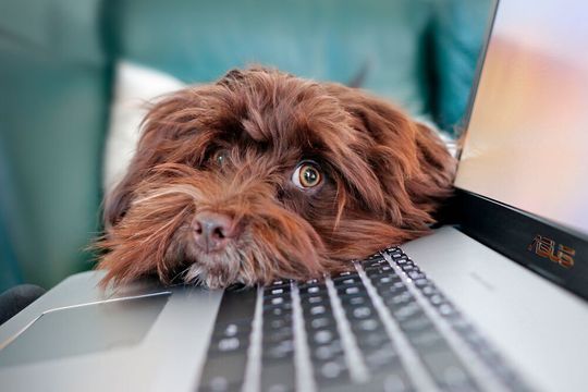 Le travail à domicile réduirait la capacité des entreprises à innover. Le travail à domicile réduirait la capacité des entreprises à innover.