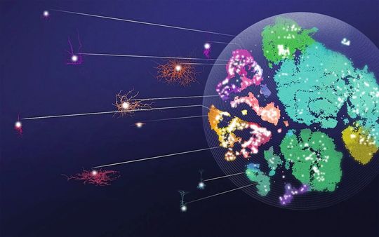 Diese „Landkarte der Neuronentypen“ zeigt symbolisch die Ordnung der Nervenzellen im motorischen Kortex der Maus: Die großen genetischen Familien sind klar voneinander zu unterscheiden, wie Länder auf einer Karte. Innerhalb jeder Familie zeigen die Neuronen – hier abgebildet als weiße Punkte - jedoch mit Blick auf ihre wichtigsten Eigenschaften fortlaufende Veränderungen. Diese „Landkarte der Neuronentypen“ zeigt symbolisch die Ordnung der Nervenzellen im motorischen Kortex der Maus: Die großen genetischen Familien sind klar voneinander zu unterscheiden, wie Länder auf einer Karte. Innerhalb jeder Familie zeigen die Neuronen – hier abgebildet als weiße Punkte - jedoch mit Blick auf ihre wichtigsten Eigenschaften fortlaufende Veränderungen.