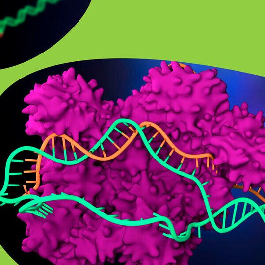 Ein fundamentales Genomeditierungstool von Merck soll bei der Identifizierung innovativer Therapien für zelluläre und genetische Erkrankungen helfen. Ein fundamentales Genomeditierungstool von Merck soll bei der Identifizierung innovativer Therapien für zelluläre und genetische Erkrankungen helfen.