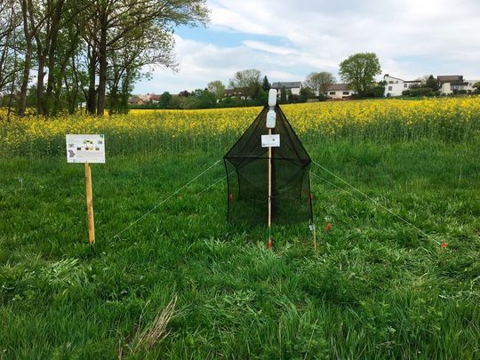 Malaise traps are highly suitable for collecting a variety of insect species in different habitats. Malaise traps are highly suitable for collecting a variety of insect species in different habitats.