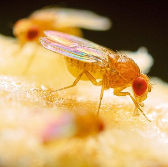 Österreichische Forscher haben die Ursachen für das Hungerverhalten von Fruchtfliegen untersucht. Österreichische Forscher haben die Ursachen für das Hungerverhalten von Fruchtfliegen untersucht.