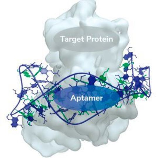 To better understand the genetic architecture of host proteins interacting with SARS-CoV-2 or mediating host response to COVID-19 - using an aptamer-based technique can help to identify new or repurpose existing drugs targeting those proteins. To better understand the genetic architecture of host proteins interacting with SARS-CoV-2 or mediating host response to COVID-19 - using an aptamer-based technique can help to identify new or repurpose existing drugs targeting those proteins.