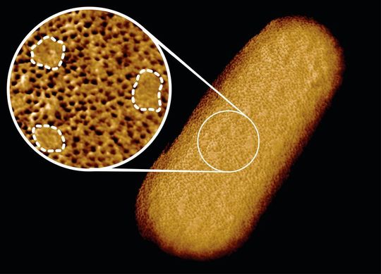 Microscopy image of a living E. coli bacterium, revealing the patchy nature of its protective outer membrane. A densely packed network of proteins is interrupted by smooth, protein-free islands (labelled by dashed lines in the inset). Microscopy image of a living E. coli bacterium, revealing the patchy nature of its protective outer membrane. A densely packed network of proteins is interrupted by smooth, protein-free islands (labelled by dashed lines in the inset).